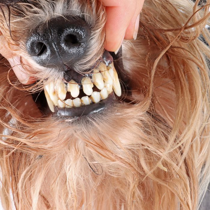 a dog biting a dog's teeth